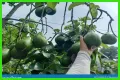 Bottom-heavy fruit