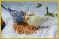 What eats bird food at night?